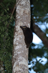 Cynocephalus volans