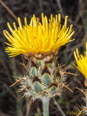 Centaurea granatensis