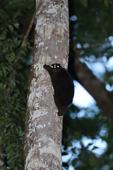 Cynocephalus volans