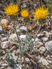 Centaurea granatensis