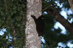 Cynocephalus volans