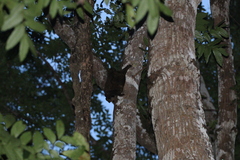 Cynocephalus volans