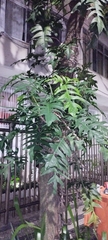 Philodendron pedatum