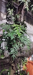 Philodendron pedatum