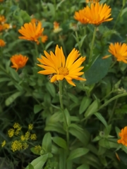 Calendula officinalis