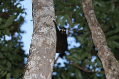 Cynocephalus volans