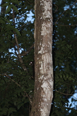 Cynocephalus volans