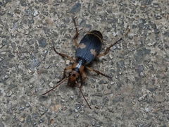 Pheropsophus jessoensis