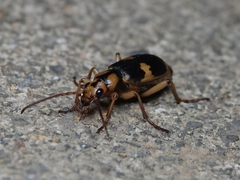 Pheropsophus jessoensis