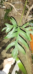 Philodendron pedatum