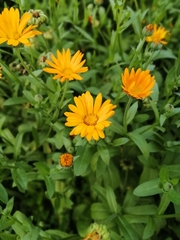 Calendula officinalis