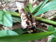 Pheropsophus jessoensis