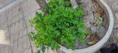 Azadirachta indica