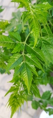 Azadirachta indica