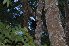 Cynocephalus volans