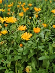 Calendula officinalis