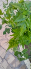 Azadirachta indica