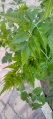 Azadirachta indica