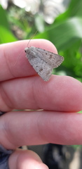 Caradrina kadenii