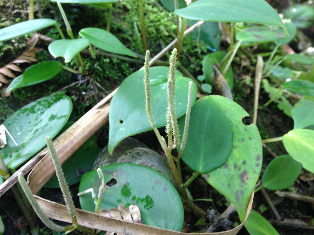 Peperomia distachyos