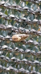 Heterogaster urticae
