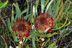 Protea acuminata