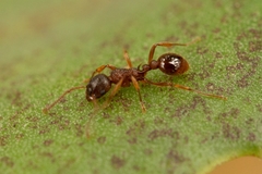 Myrmica ruginodis