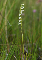 Spiranthes aestivalis