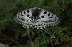 Parnassius nomion