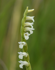 Spiranthes aestivalis