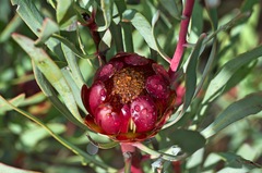 Protea acuminata