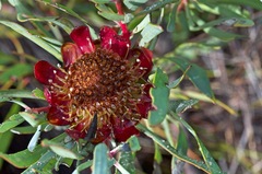Protea acuminata