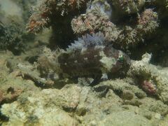 Centrogenys vaigiensis