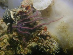Macrophiothrix nereidina