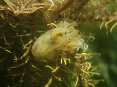 Synalpheus stimpsonii