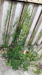 Poaceae