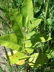 Asclepias ovalifolia