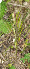 Poaceae