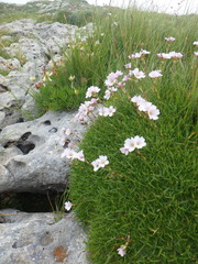 Gypsophila tenuifolia