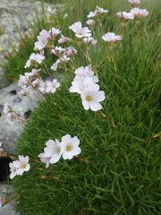 Gypsophila tenuifolia