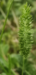 Poaceae