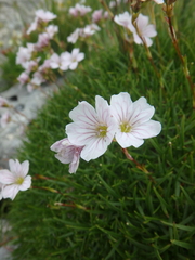 Gypsophila tenuifolia