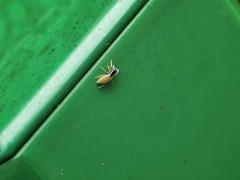 Dendroicius hotaruae