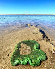 Stichodactyla