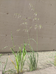Poaceae