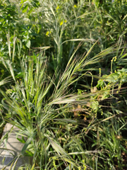 Poaceae