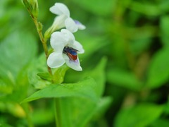 Euaspis polynesia