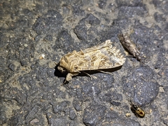 Spodoptera praefica