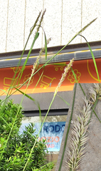 Poaceae
