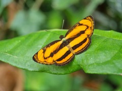 Pantoporia paraka